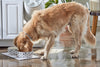 Dog Faces Pet Water or Food Bowl