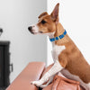 Viper Biothane Waterproof Collar - Brass Hardware