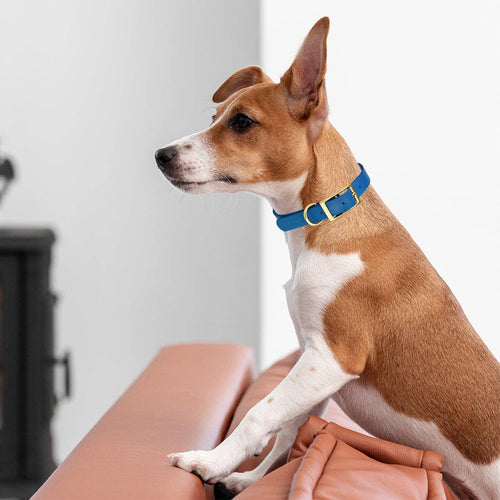 Viper Biothane Waterproof Collar - Brass Hardware