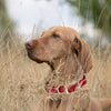 Viper Biothane Waterproof Collar - Brass Hardware
