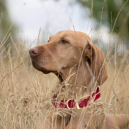 Viper Biothane Waterproof Collar - Brass Hardware