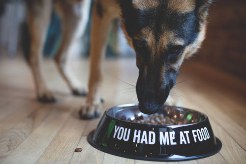You Had Me At Food Pet Bowl