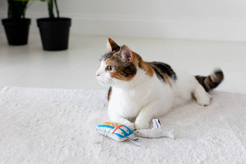 Sardines Cat Toys, Set of 2