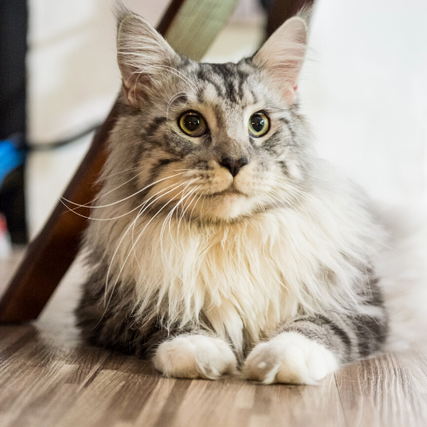 Cat Food & SuppliesCat