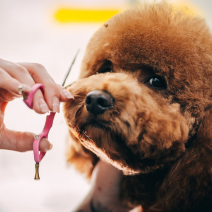 Grooming ServiceDog being groomed