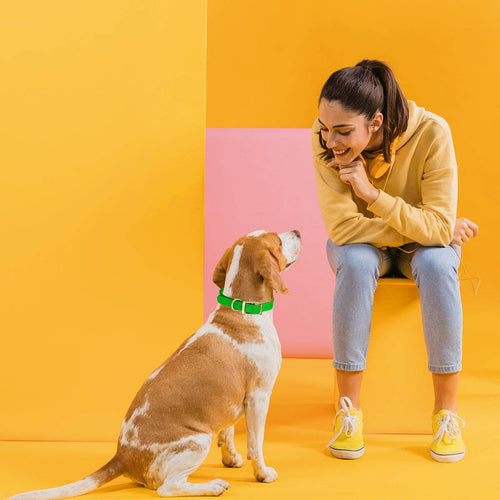 Viper Biothane Waterproof Collar - Brass Hardware