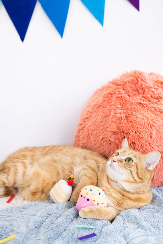 Birthday Cake Cat Toy Set