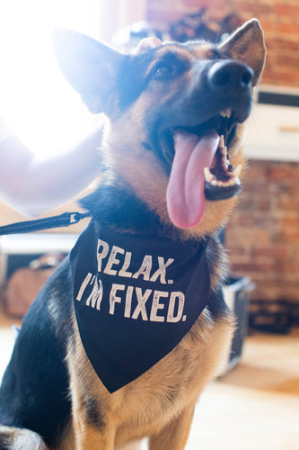 Relax I'm Fixed Bandana/Collar