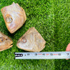 Fish Heads - Freeze Dried Treat/Chew for Dogs