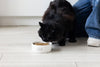 Speckled Cat Bowl, Small