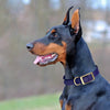 Viper Biothane Waterproof Collar - Brass Hardware
