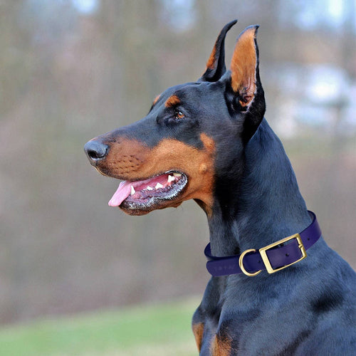 Viper Biothane Waterproof Collar - Brass Hardware