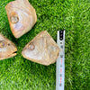 Fish Heads - Freeze Dried Treat/Chew for Dogs
