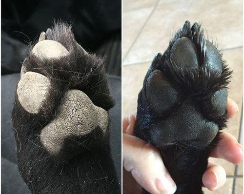 Warren London Paw Defense Wax Soothes Moisturizes and Protects Dog's Paw Pads