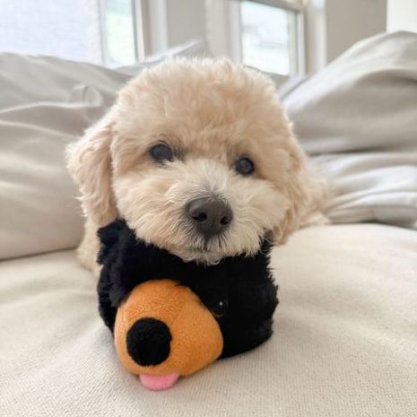 Tall Tails 2-in-1 Fetch Ball Dog Toy