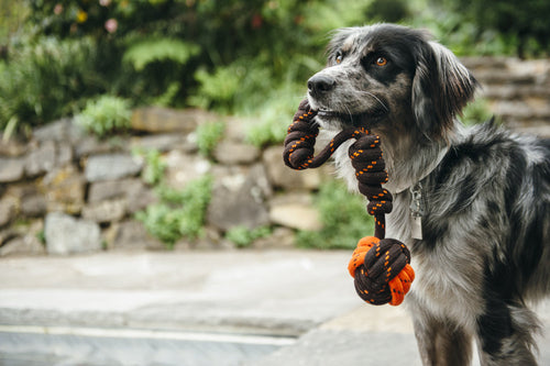P.L.A.Y. Tug Ball Rope Dog Toy