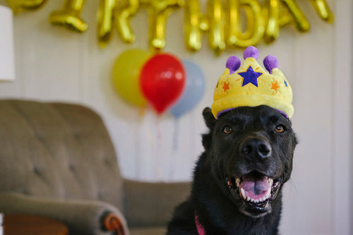 P.L.A.Y. Party Time Canine Crown Dog Toy