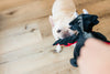 P.L.A.Y.   Willow's Mythical Darby the Dragon Dog Toy